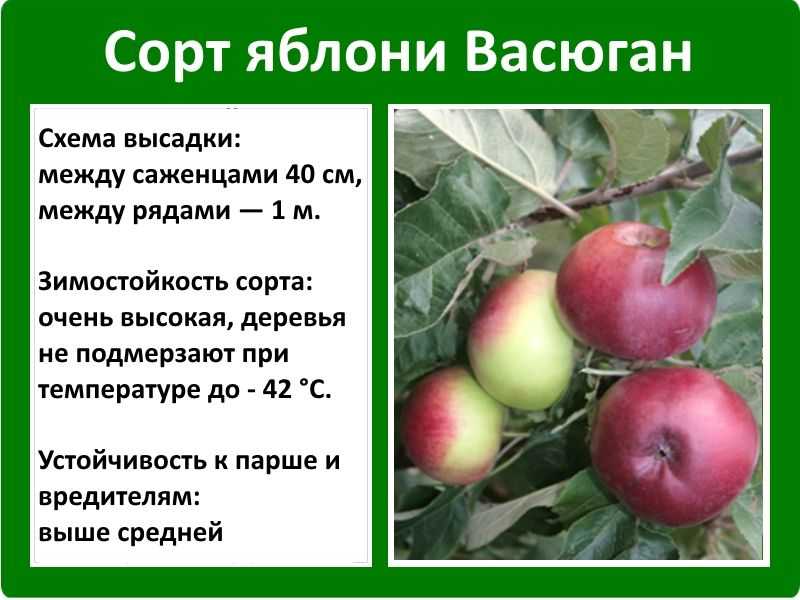 Колоновидная яблоня президент: уход и посадка