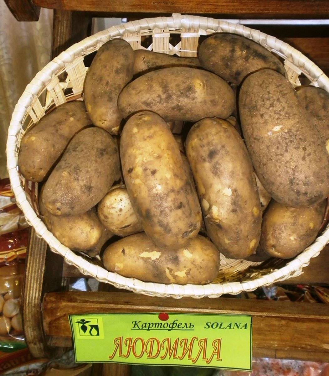 ᐉ сорт картофеля «лапоть» – описание и фото - roza-zanoza.ru