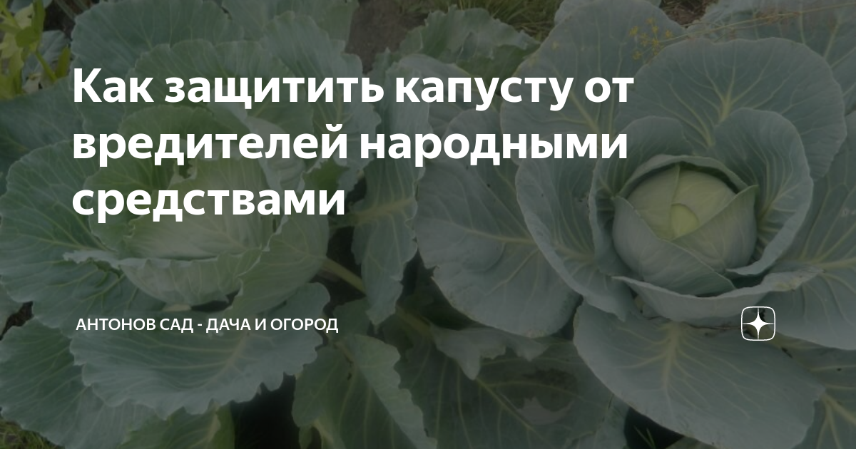 Как избавиться от слизней в огороде и на участке навсегда