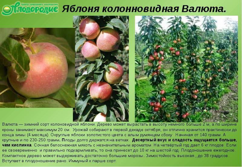 Яблоки Президент: вкус, любимый с детства