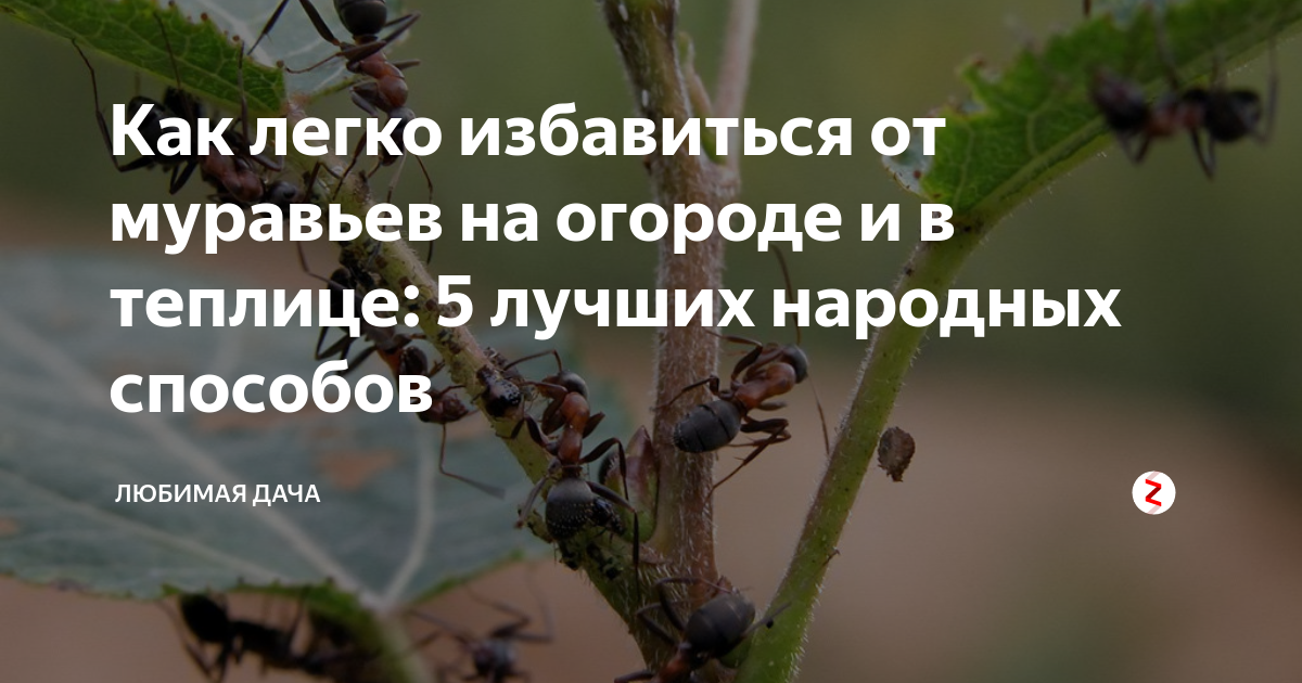 Как бороться с муравьями на даче народными средствами, польза и вред лесных муравьев