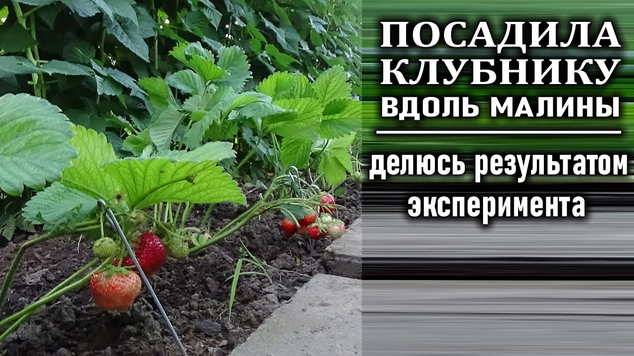 Особенности выращивания огурцов в теплицах