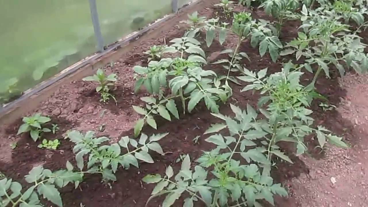 Все секреты выращивания томатов и огурцов в теплицах