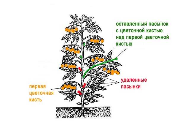 Пасынкование томатов: пошаговая инструкция с фото
