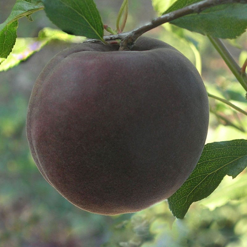 Характеристики сорта абрикосового дерева черный принц: достоинства и недостатки