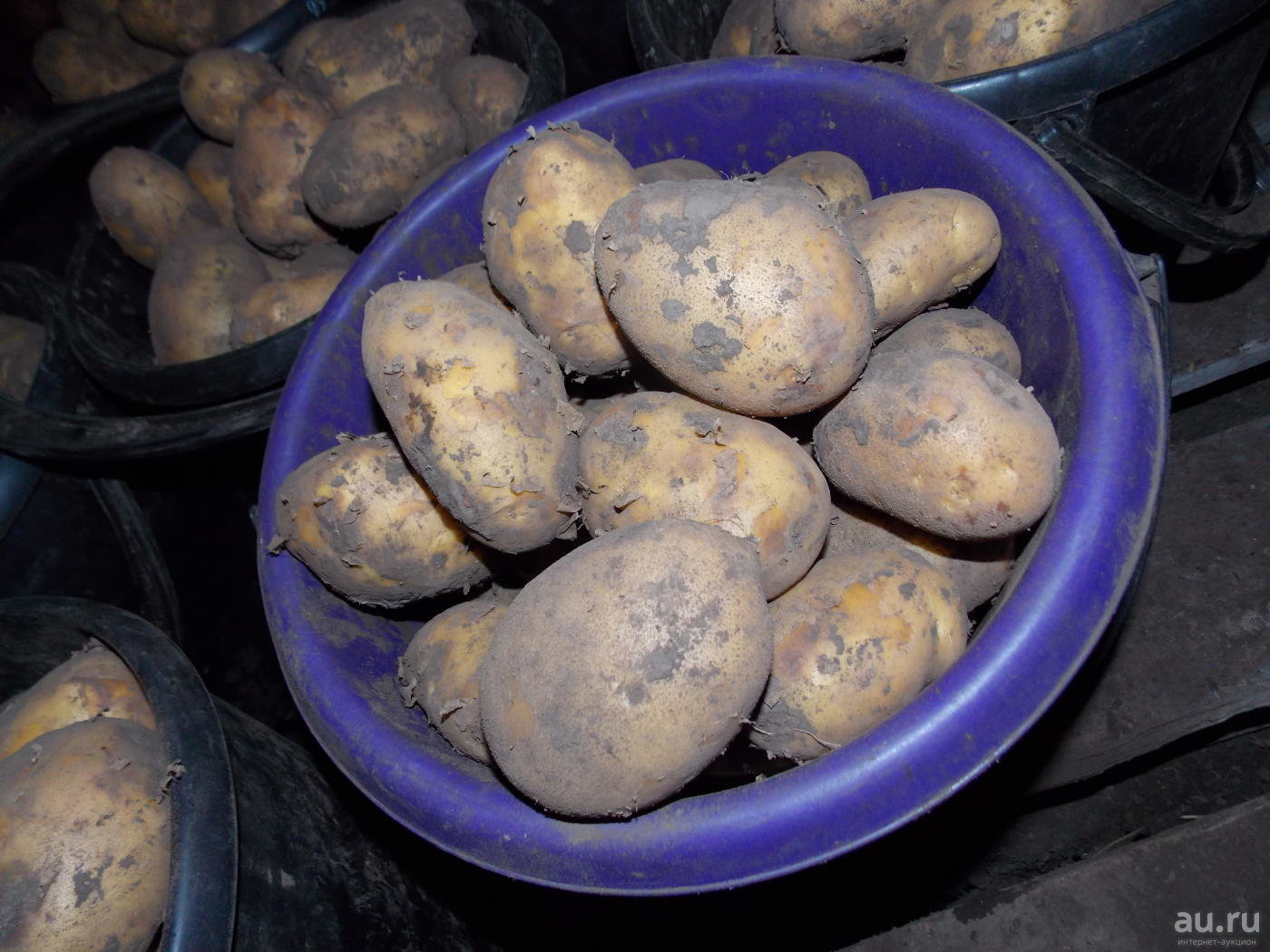 Описание сорта картофеля «санте» (19 фото): характеристика и вкусовые качества, отзывы