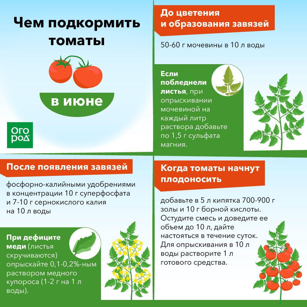 Подбор подкормки помидоров в теплице: 6 видов минеральных удобрений