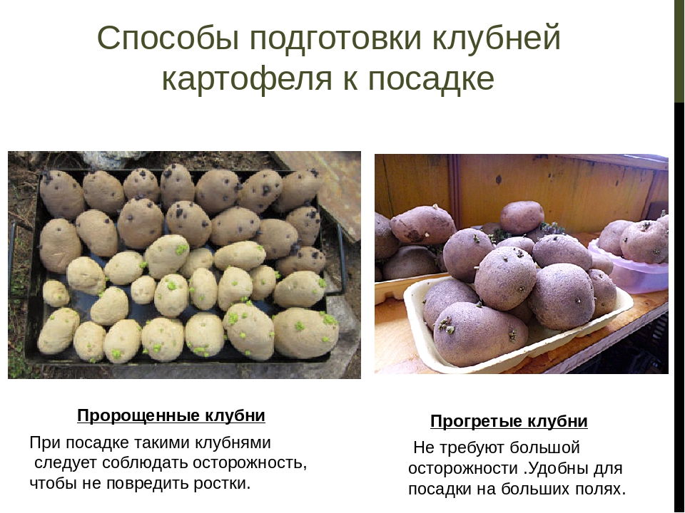 Картофель санте: характеристика и описание сорта, выращивание и отзывы с фото