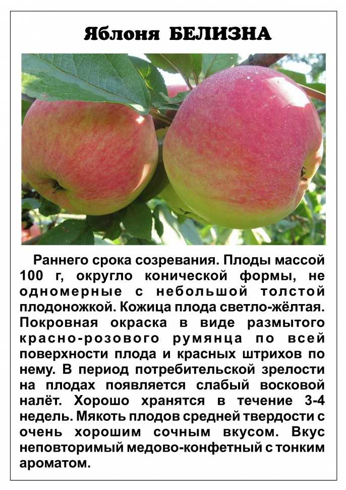 Сорта яблонь фото с названием и описанием