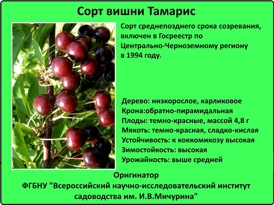 Что из себя представляет сорт вишни «владимирская»: описание, фото, отзывы