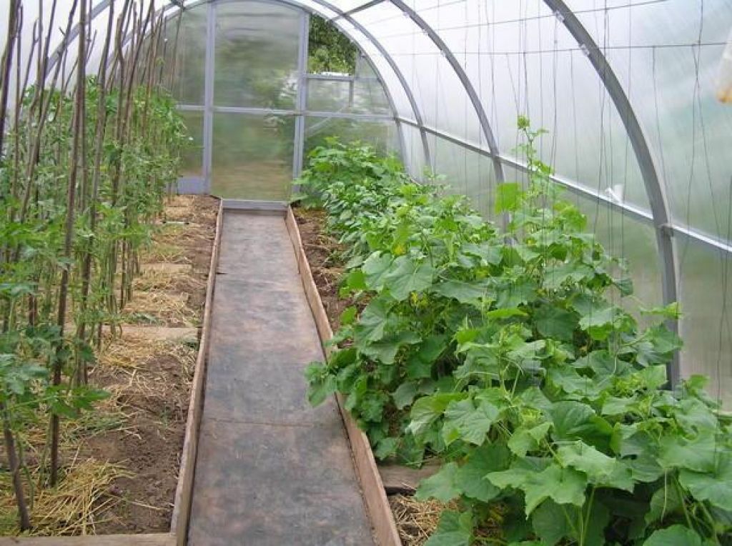Как правильно высаживать огурцы и помидоры в одной теплице из поликарбоната. создание условий для совместного выращивания