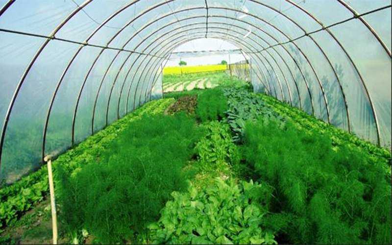Выращивание зелени в теплице: пошагово с расчетами