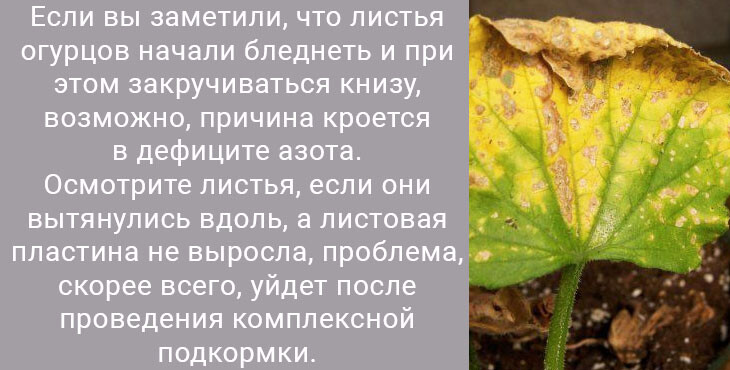 Почему желтеют листья у огурцов на подоконнике что делать фото виде