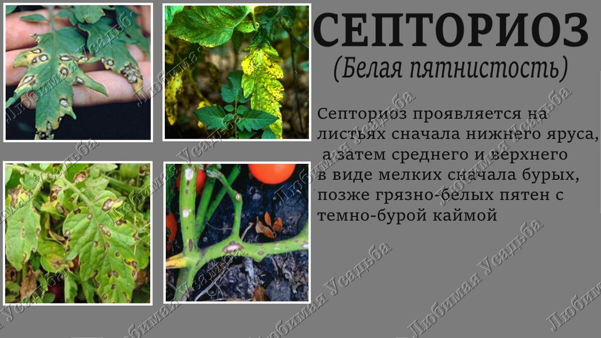 Болезни помидоров в теплице и борьба с ними: фотографии, видео