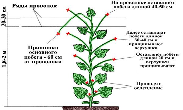 Схема прищипывания томатов в теплице рисунок