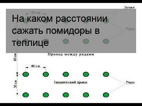 На каком расстоянии нужно сажать помидоры?