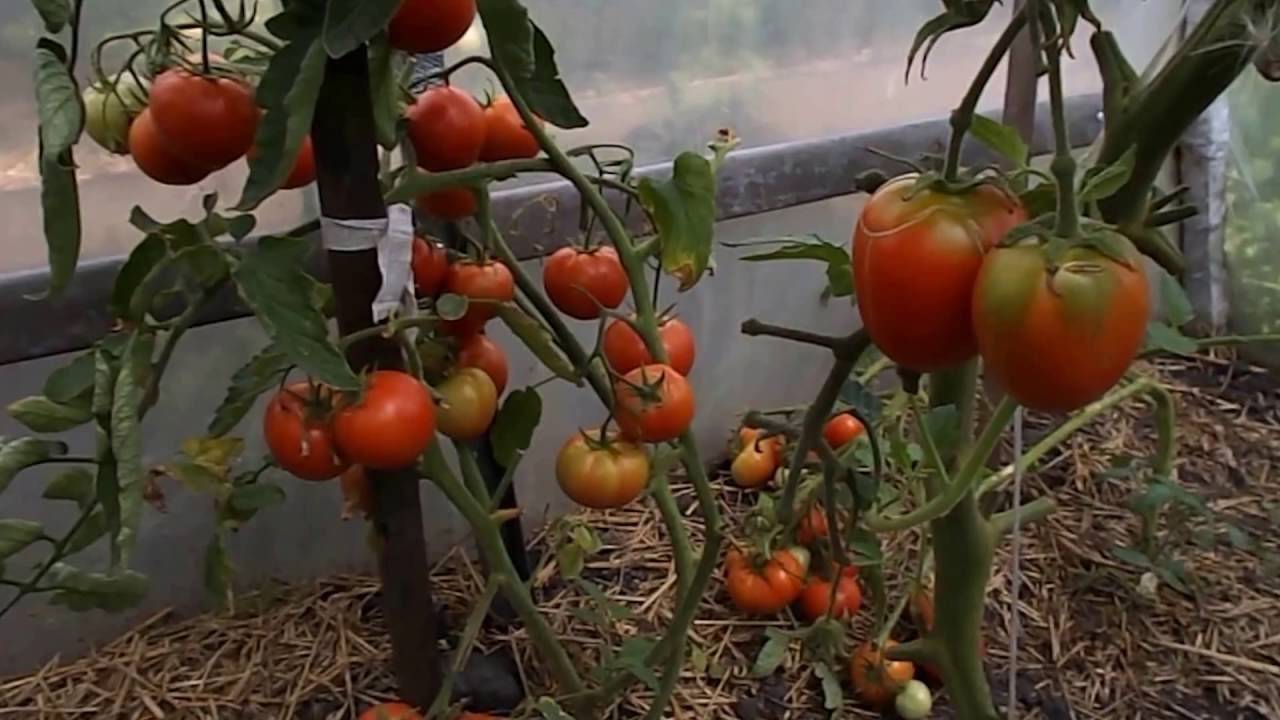 Как ускорить созревание помидоров [что делать и как дозаривать ] | сад и огород
как ускорить созревание помидоров [что делать и как дозаривать ] | сад и огород