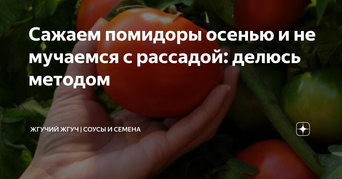 Какие помидоры лучше сажать в теплице, чтобы получить большой урожай - принципы выбора плюс советы успешных овощеводов