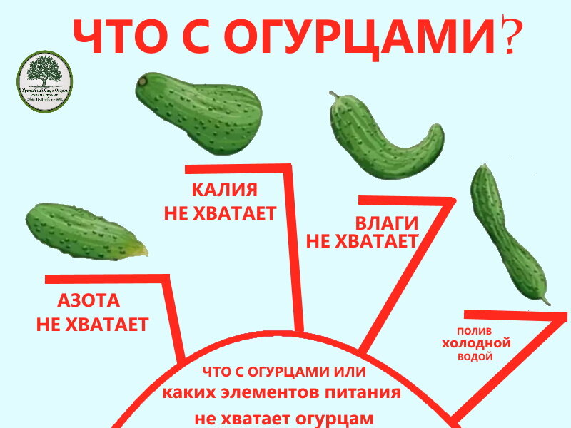 Почему не растут огурцы в теплице