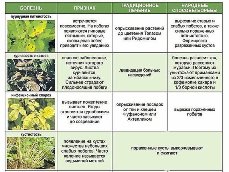 Болезни рассады томатов: описание, методы борьбы, лечение, профилактика