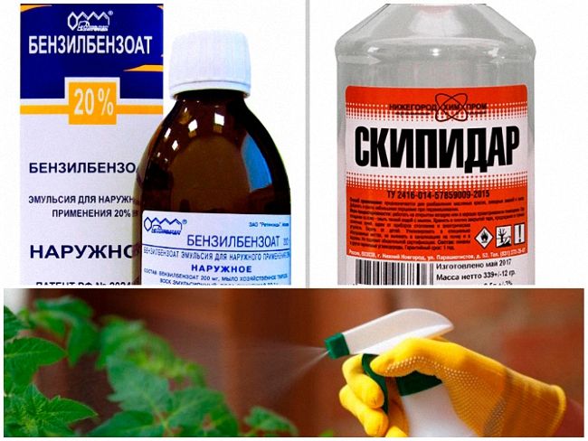 Белокрылка на огурцах: как избавиться и чем обработать, методы борьбы