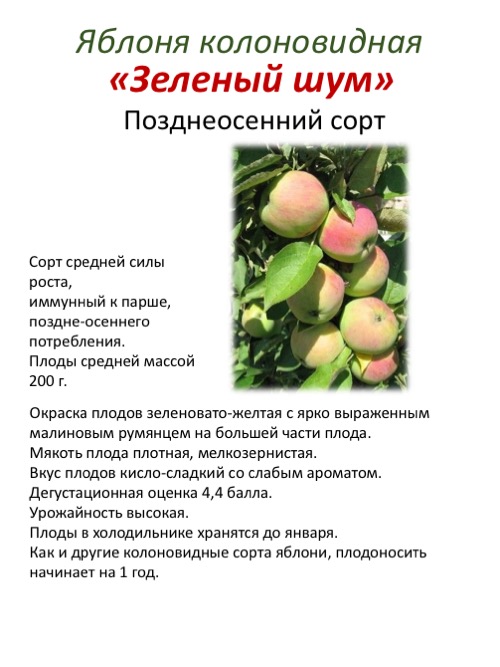 Колоновидная яблоня сорта президент: описание и характеристика сорта, достоинства и недостатки, особенности посадки и ухода + фото и отзывы