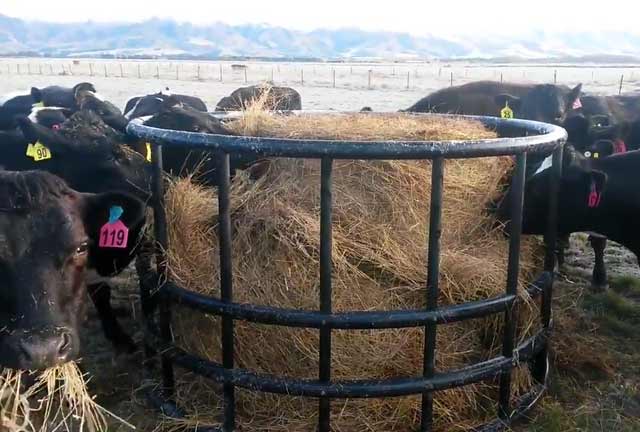 Кормушка для коров, как сделать для крс, под сено, своими руками