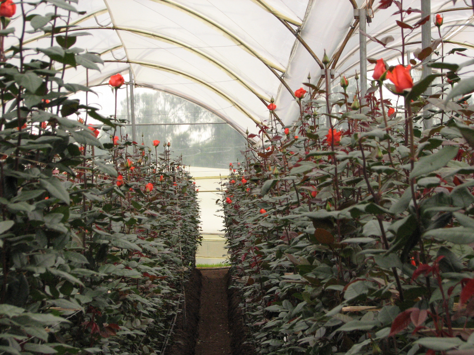 Что посадить в теплице из поликарбоната: выбор овощных культур, технология выращивания