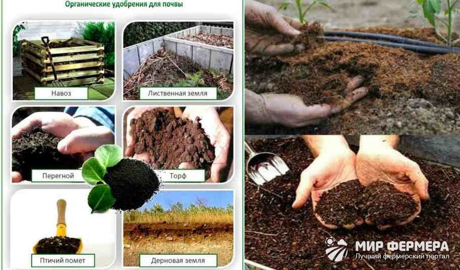 Как правильно удобрять почву на садовых и огородных участках