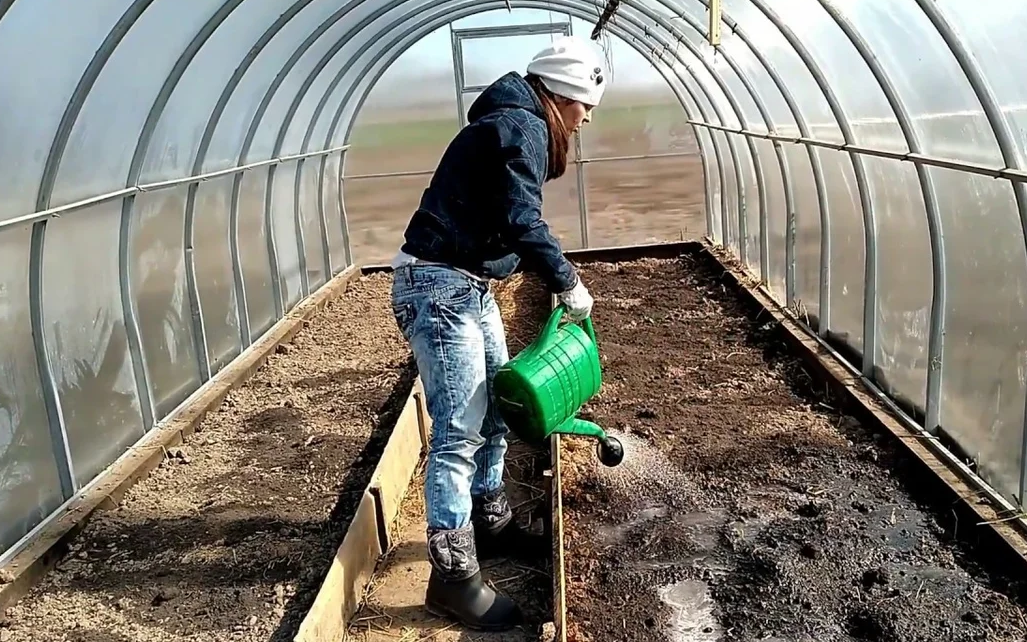 Обработка теплицы весной от вредителей и болезней: подготовка почвы к посадке рассады