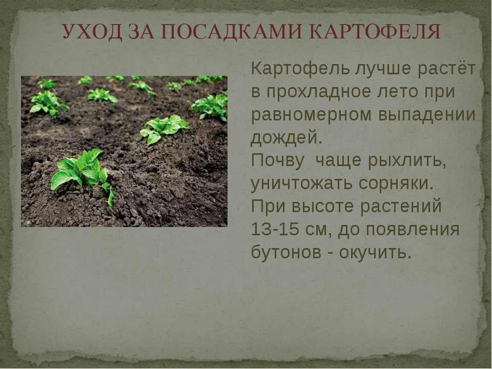 Картофель: посадка и уход в открытом грунте, выращивание из семян, уборка, хранение, фото