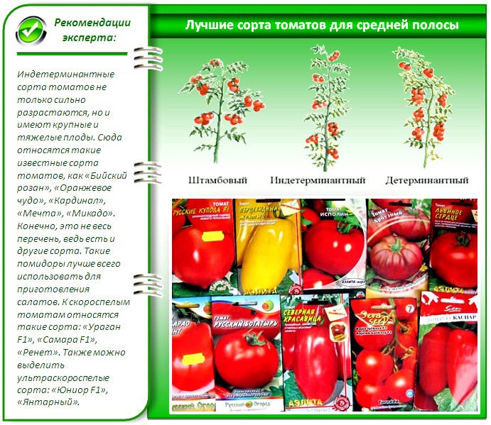Лучшие и самые урожайные сорта помидоров для теплиц из поликарбоната