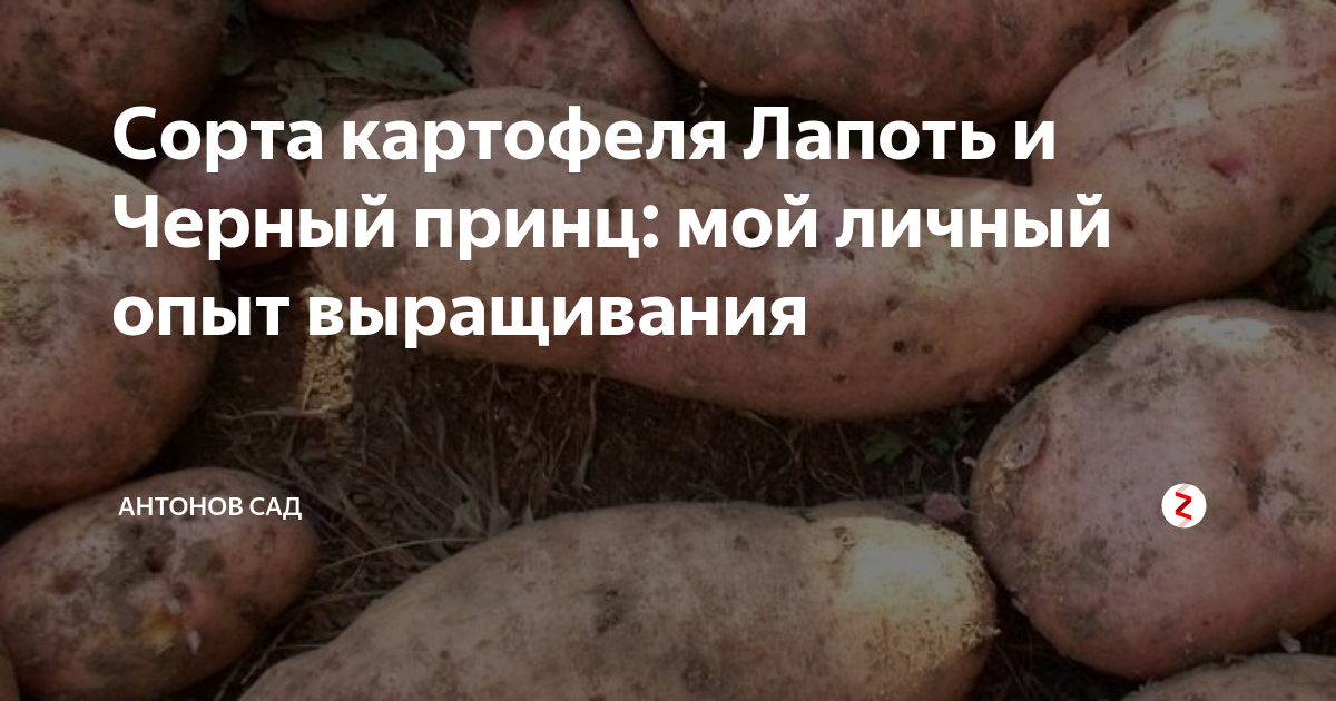 Выращиваем Лапоть – народный картофель