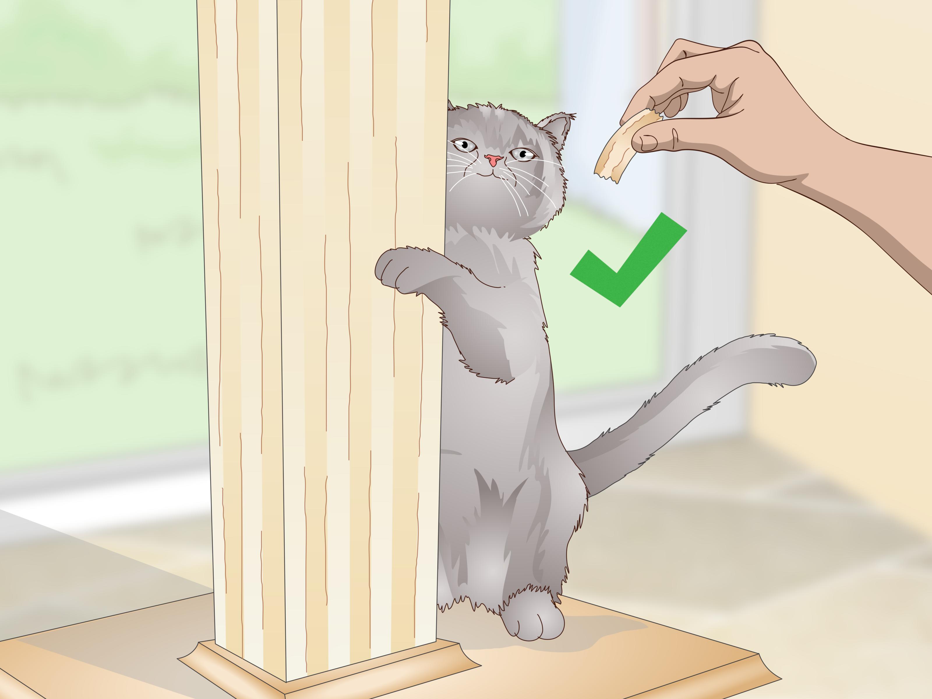 Как отучить кота драть обои