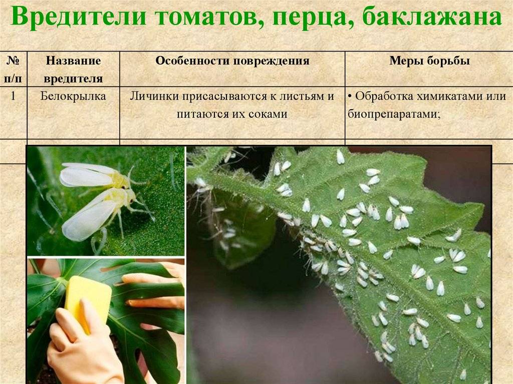 Вредители рассады томатов описание с фотографиями