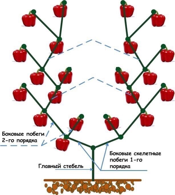 Как пасынковать перцы в теплице | огородник