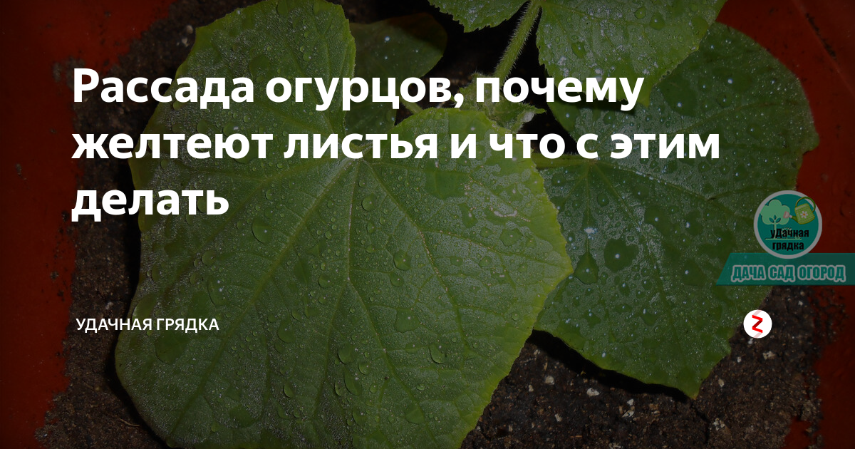 Почему сохнут листья у огурцов: причины, методы борьбы, эффективные средства