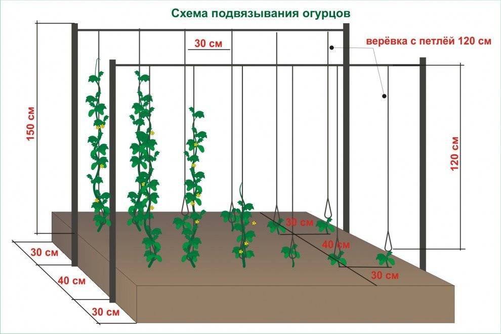 Как вырастить крупный болгарский перец в теплице: правила ухода за овощем в закрытом грунте