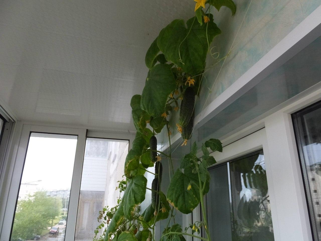 Как вырастить огурцы на балконе летом: от выбора семян до сбора урожая