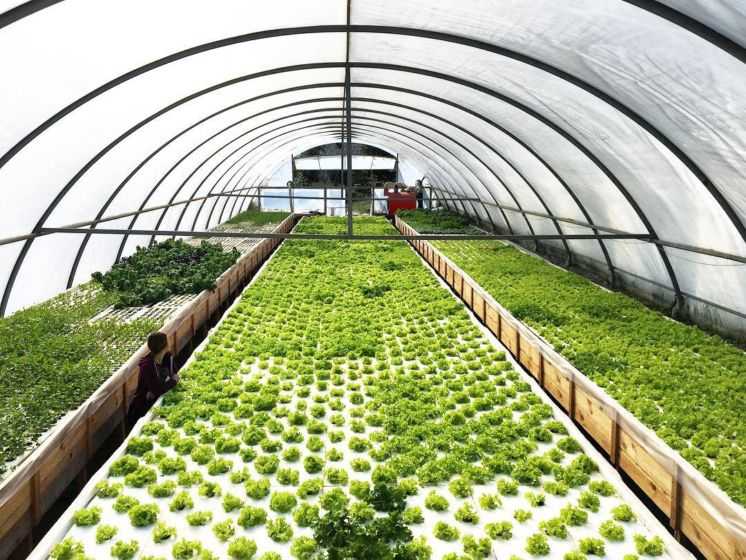 Выращивание зелени в теплице на продажу как бизнес