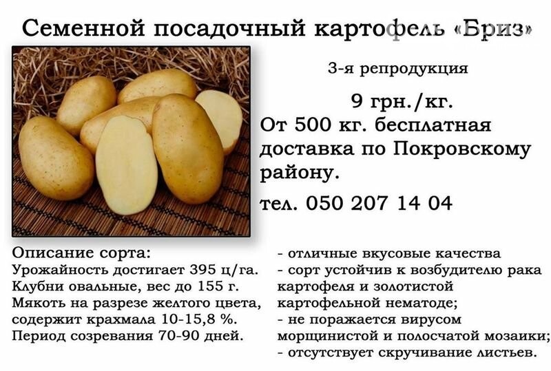 Описание и характеристика сорта картофеля красавчик, посадка и уход
