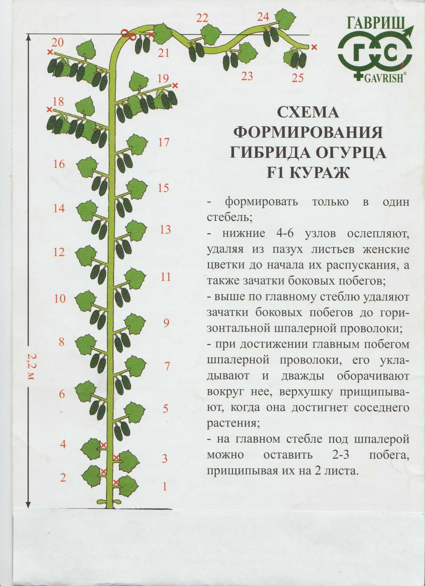 Пасынкование огурцов в теплице и открытом грунте: пошаговые инструкции и схемы формировки