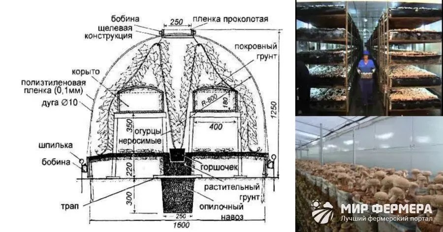 Выращивание грибов в домашних условиях — инструкция для новичков: описание на примере вешенок, шампиньонов, мицелия. тонкости данного бизнеса (фото & видео) +отзывы