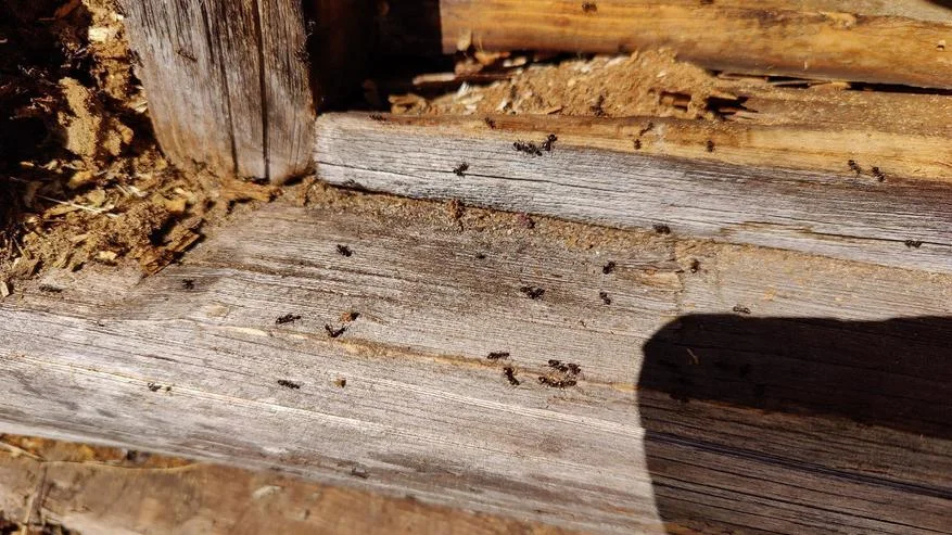 Как вывести муравьев из бани