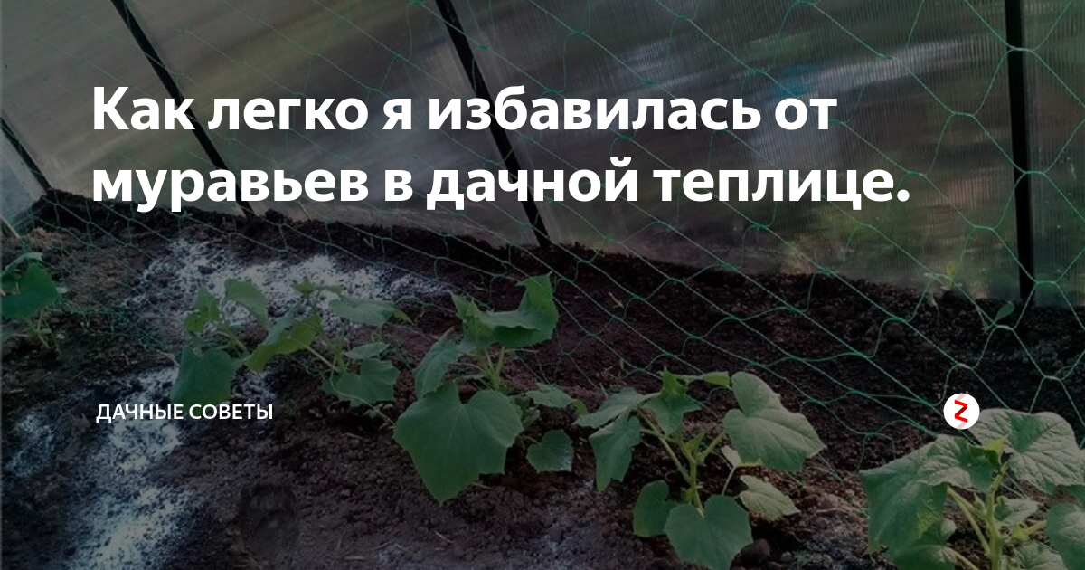 Муравьи в теплице с помидорами: как вывести и полностью избавиться