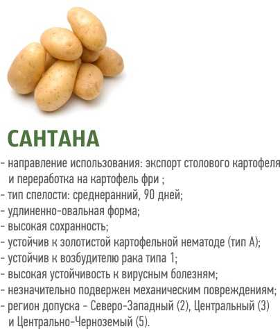 Картофель санте характеристика сорта отзывы вкусовые качества