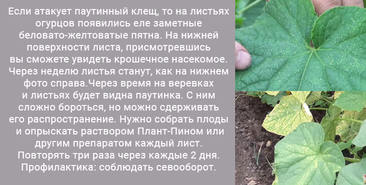 Почему желтеют листья у огурцов: в теплице и открытом грунте. что делать если желтеют листья огурцов?