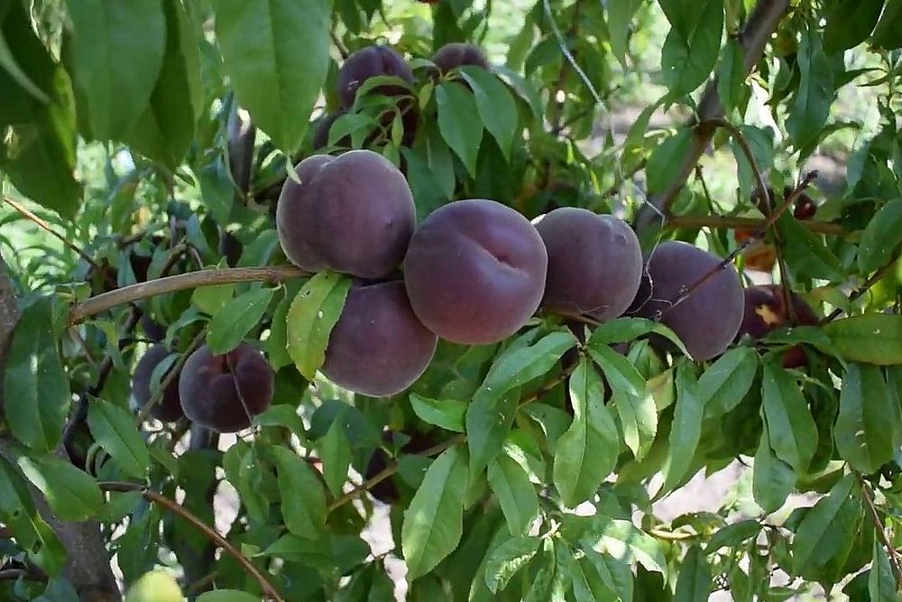 Черный абрикос "черный принц": описание сорта, особенности выращивания и отзывы