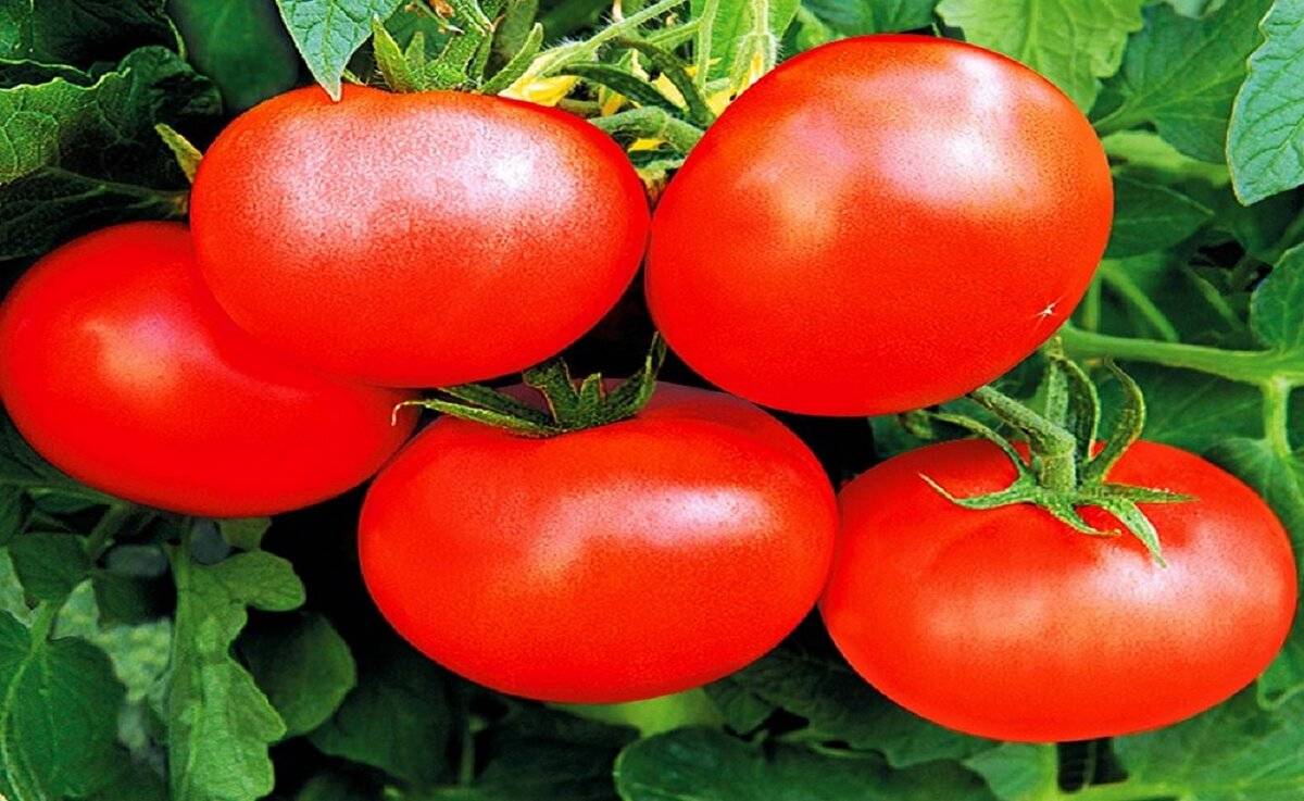Семена томатов название