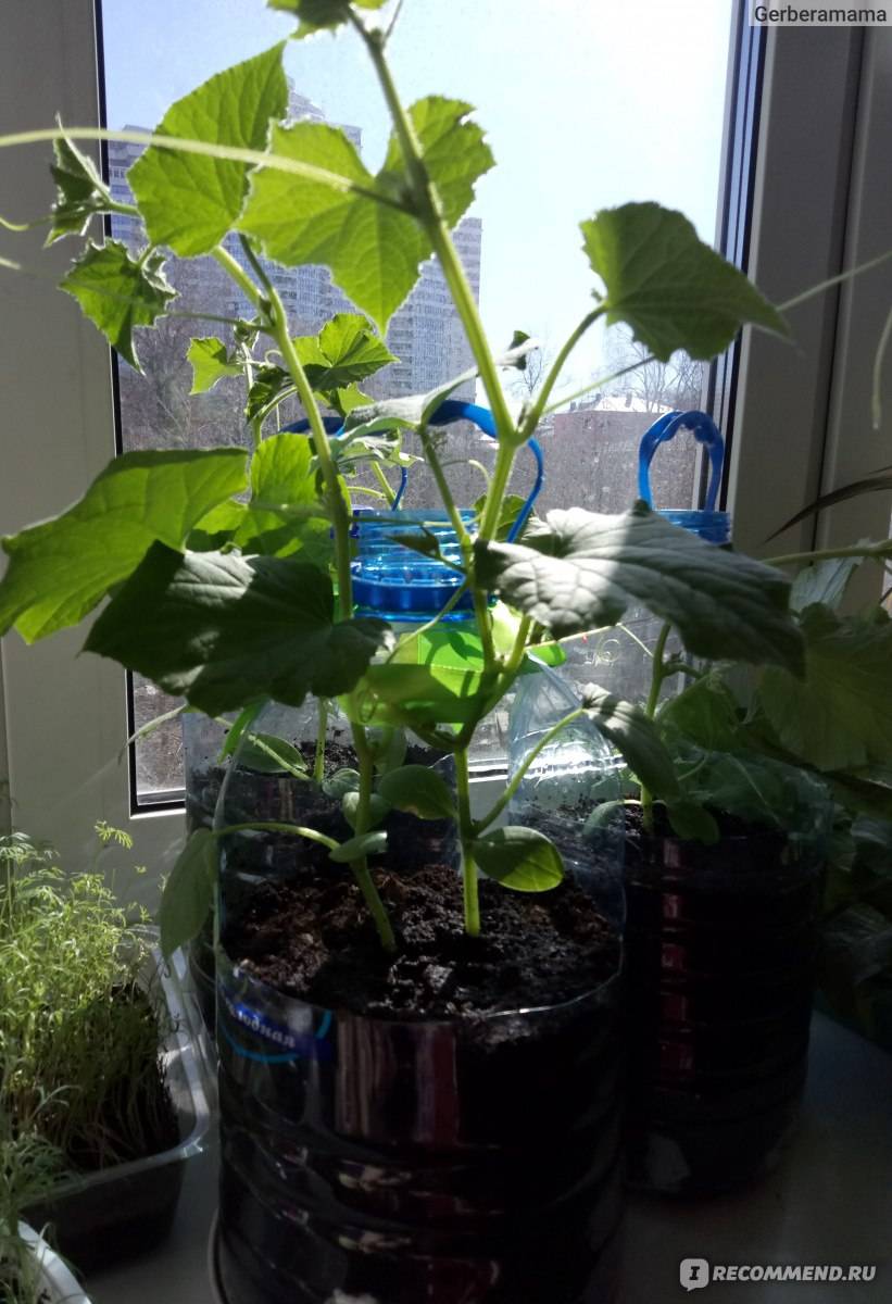 Выращивание огурцов на балконе в пластиковых бутылках пошагово, видео